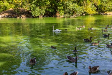 Kuğu ve yüzme göldeki ördekler