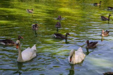 Kuğu ve yüzme göldeki ördekler