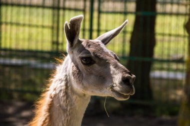 Lama guanaco (Lama guanicoe)