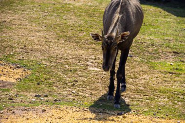 Nilgai veya mavi Boğa (Boselaphus Tragocamelus)