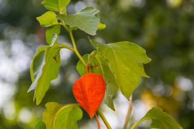 Physalis alkekengi veya Çince fener bitkiler