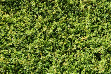 Yeşil Çimen Arkaplanı