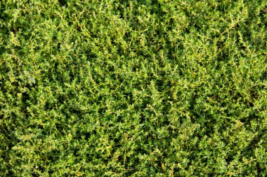 Yeşil Çimen Arkaplanı