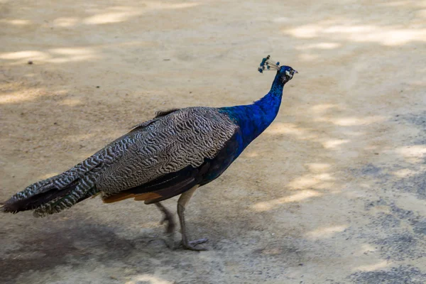 Индийские павлины или голубые павлины (Pavo cristatus) — стоковое фото