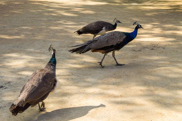 Indiai peafowl vagy kék peafowl (Pavo cristatus) — Stock Fotó