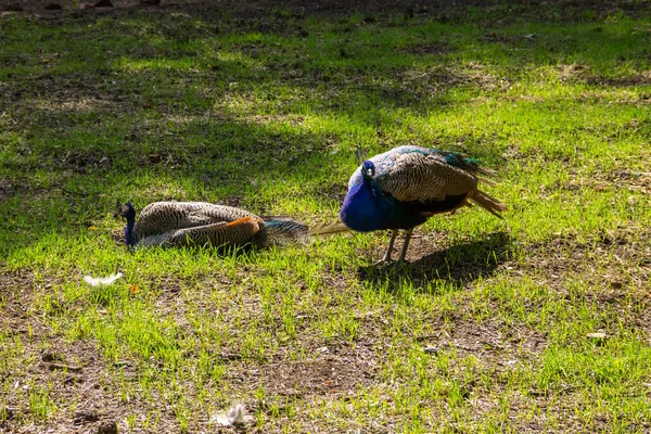 Индийские павлины или голубые павлины (Pavo cristatus) — стоковое фото