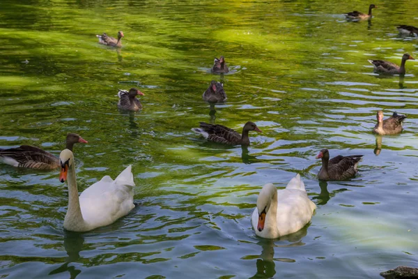 Kuğu ve yüzme göldeki ördekler