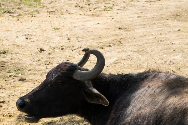 Portré ázsiai vízibivaly (Bubalus arnee) — Stock Fotó