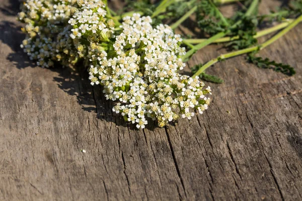 Fiori di achillea bianca (Achillea millefolium) su fondo di legno — Foto Stock