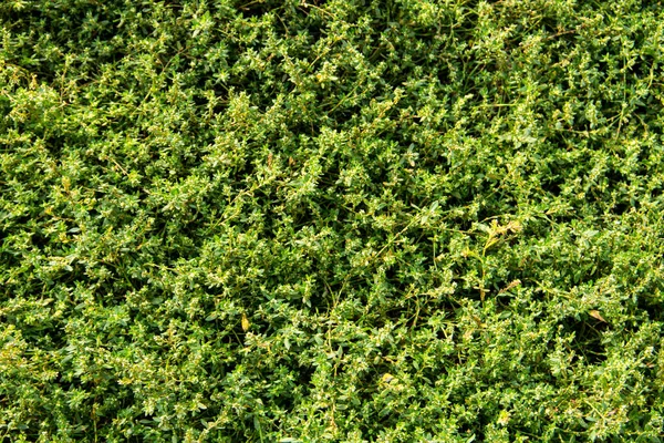 Yeşil Çimen Arkaplanı