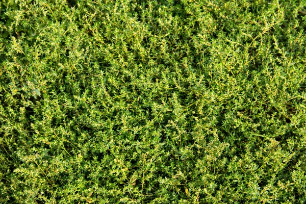 Yeşil Çimen Arkaplanı