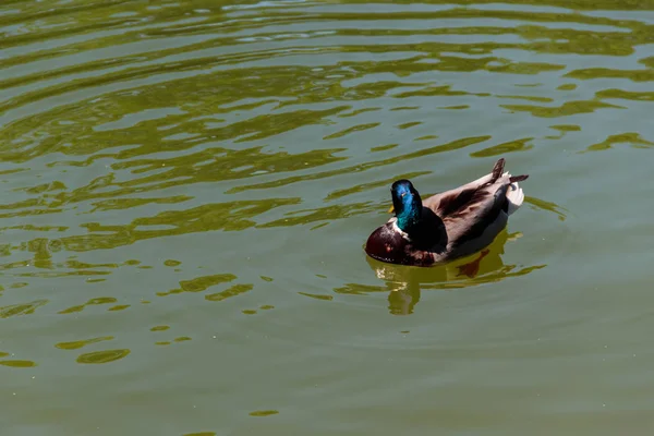 Pato salvaje en la superficie del lago — Foto de Stock