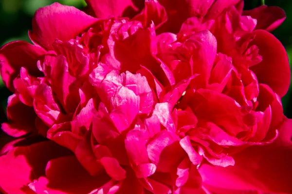 Close-up de bela flor de peônia rosa — Fotografia de Stock