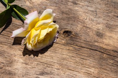 Kırsal arka planda güzel sarı bir gül