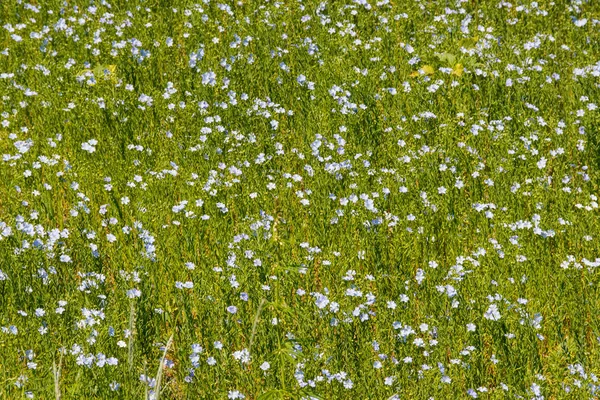 Field of common linen or flax (linum usitatissimum)