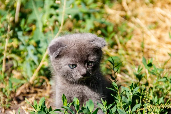 Gris écossais Plier chaton sur herbe verte — Photo