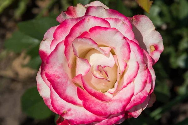 Hermosa rosa rosa en el macizo de flores en el jardín —  Fotos de Stock