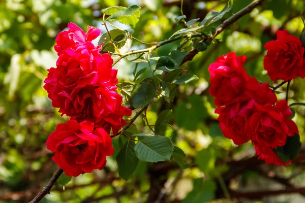 Красивий кущ червоних троянд в саду — стокове фото