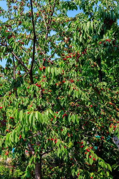 Körsbärsträd med mogna röda körsbär i fruktträdgård — Stockfoto