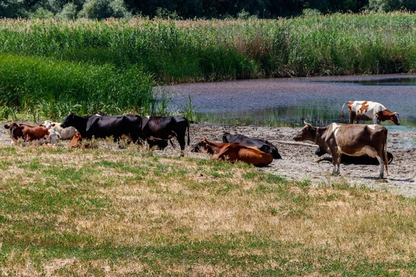 Manada de vacas no local de rega — Fotografia de Stock