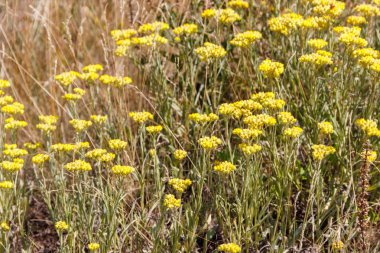 Helichrysum arenarium çayır üzerinde