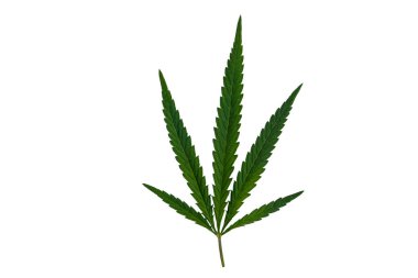 Beyaz arkaplanda yeşil kenevir yaprağı izole