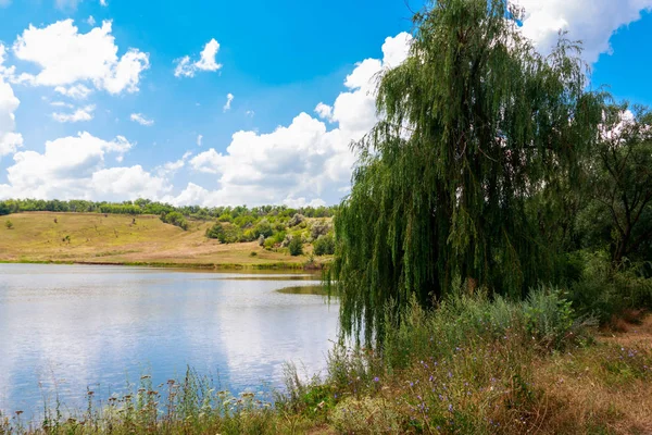 Ağlayan söğüt ağacı ya da bir göl kıyısındaki üzerinde Babylon söğüt (Salix Babylonica)