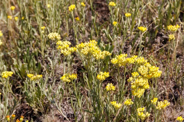 Helichrysum arenarium en el prado — Foto de Stock