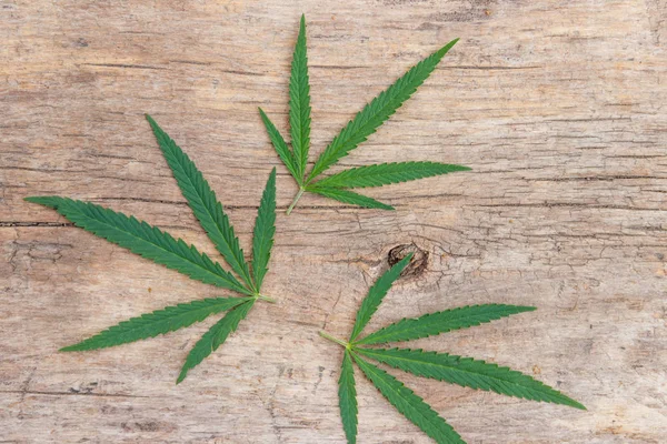 Feuilles de cannabis vert sur fond en bois — Photo