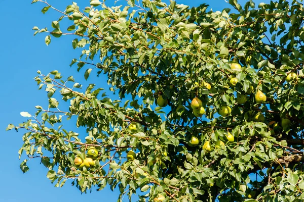 Αχλαδιά με ώριμα φρούτα στον οπωρώνα — Φωτογραφία Αρχείου