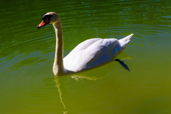 Cisne blanco nadando en el lago — Foto de Stock