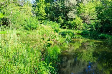 Yaz aylarında yeşil yaprak döken ormanda Bataklık