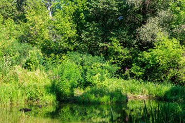 Yaz aylarında yeşil yaprak döken ormanda Bataklık
