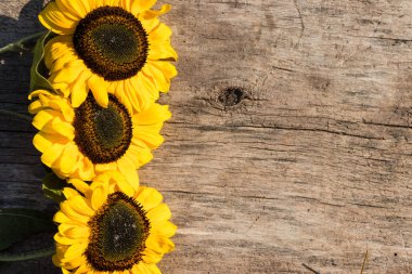 Ahşap arka plan üzerinde dekoratif ayçiçeği