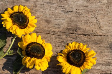 Ahşap arka plan üzerinde dekoratif ayçiçeği