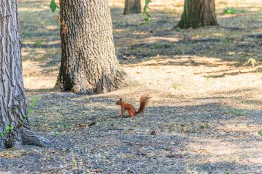 Kırmızı sincap veya Avrasya kırmızı sincap (Sciurus vulgaris) parkta