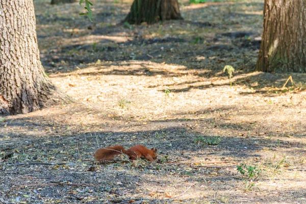 Esquilo vermelho ou esquilo vermelho eurasiano (Sciurus vulgaris) no parque — Fotografia de Stock