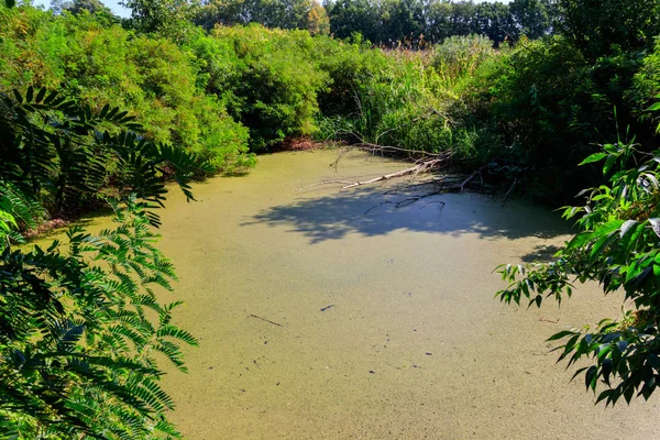 Sumpfgebiet mit Wasserlinsen im grünen Wald überwuchert — Stockfoto