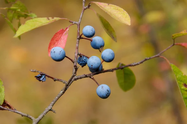 Bagas de espinheiro-preto ou de abóbora (Prunus spinosa) em um close-up de ramo — Fotografia de Stock