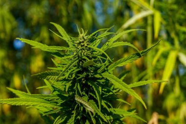 Tarlada yeşil kenevir (marihuana) bitkisi