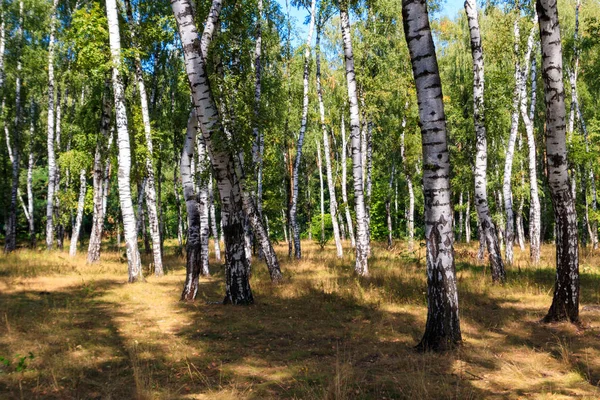 Mooie berken bomen in berken bos in de zomer — Stockfoto