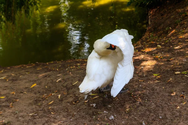 Cisne blanco de pie a orillas del lago —  Fotos de Stock