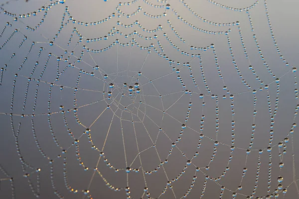 Spinnennetz mit Tautropfen. Spinnweben in Großaufnahme — Stockfoto