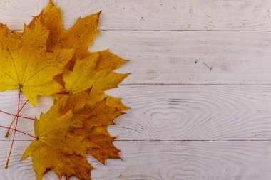 Sonbahar akçaağaç yaprakları beyaz ahşap arka planda. Üst görünüm, alanı kopyala