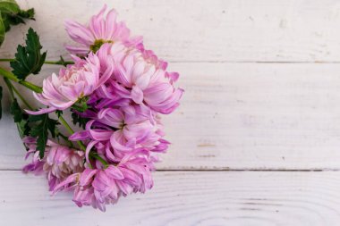 Beyaz ahşap arka planda güzel kasımpatılar. Üst görünüm, alanı kopyala