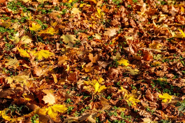 Fundo das folhas de bordo de outono — Fotografia de Stock
