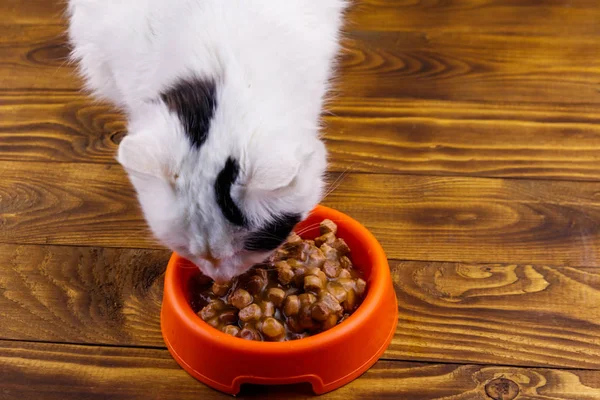 Милий кіт їсть свою їжу з апельсинової пластикової миски — стокове фото
