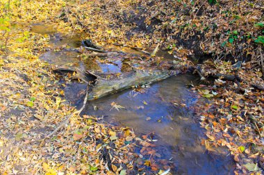 Sonbahar ormanında dere