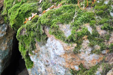 Yeşil yosun taş. Doğa arka plan