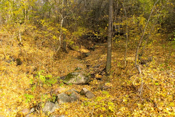Fluxo na floresta de outono — Fotografia de Stock